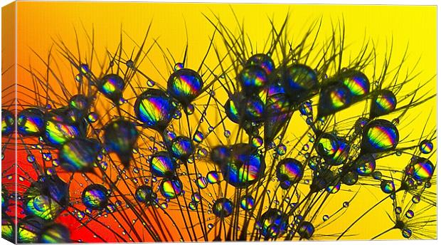 Rainbow Drops. Canvas Print by paul cowles