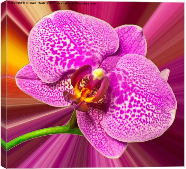 Bright Orchid Canvas Print by Michael Waters Photography