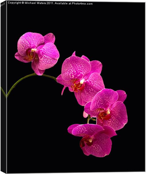 Simply Beautiful Purple Orchids Canvas Print by Michael Waters Photography