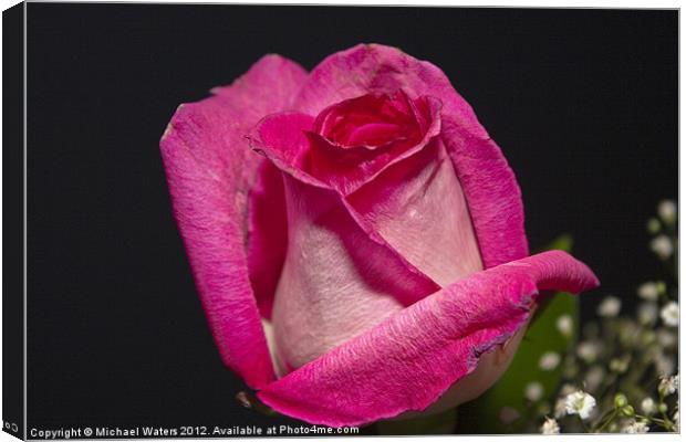 Pink Rose Canvas Print by Michael Waters Photography
