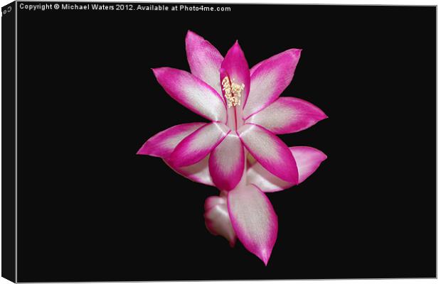 Pink Christmas Cactus on Black Canvas Print by Michael Waters Photography