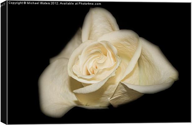 White Rose Canvas Print by Michael Waters Photography