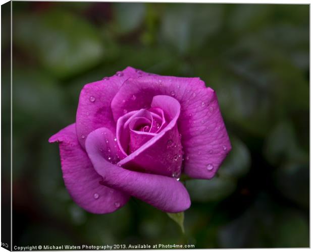 Wet Rose Canvas Print by Michael Waters Photography