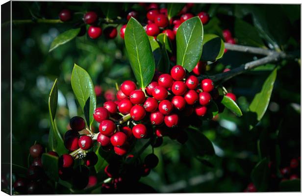 Jolly Holly Canvas Print by Michael Waters Photography