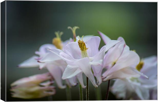  Delicate purples Canvas Print by Julian Bowdidge