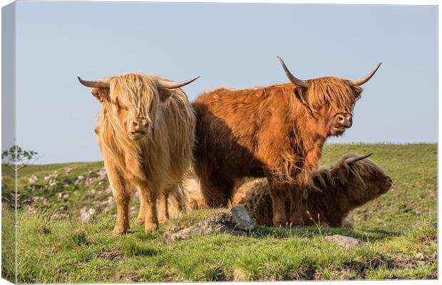 Three of a kind Canvas Print by Philip Male