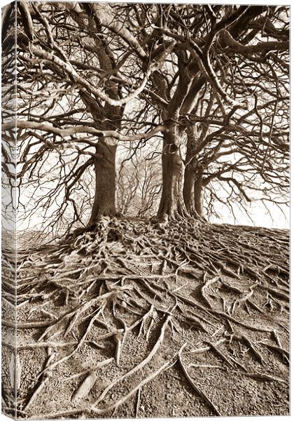 Roots Canvas Print by Philip Male