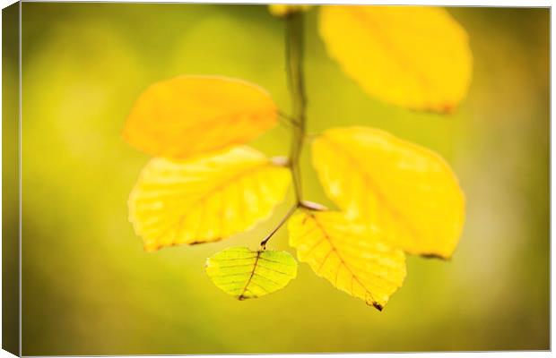  Autumn time Canvas Print by Philip Male