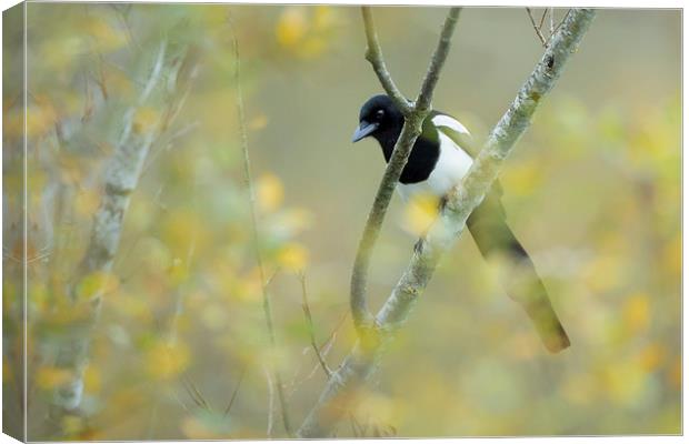  One for sorrow  Canvas Print by Philip Male