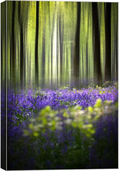 BlueBell Woodland  Canvas Print by Philip Male