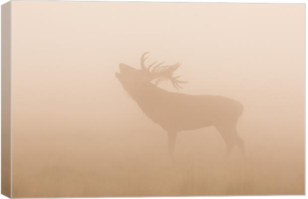 Growlers in the mist Canvas Print by Philip Male