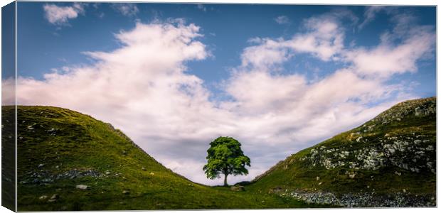 Sycamore Gap Canvas Print by Philip Male