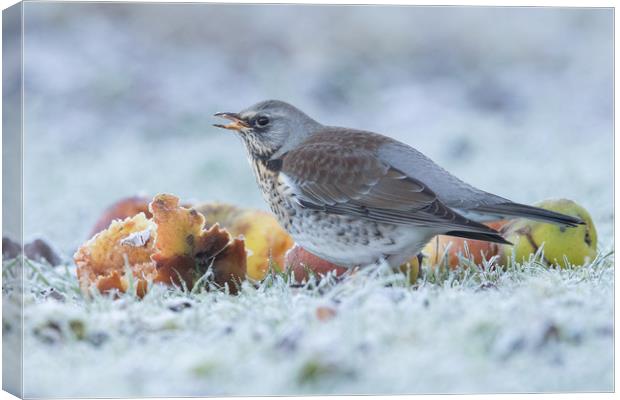 A touch of frost Canvas Print by Philip Male