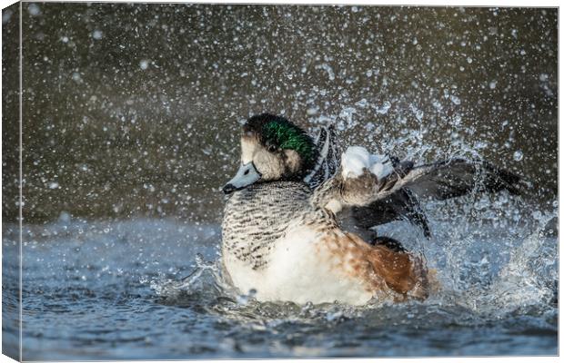 Splash it all over Canvas Print by Philip Male