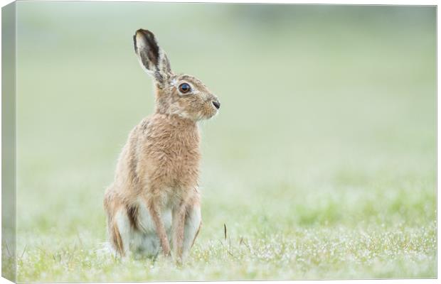 Hare today Canvas Print by Philip Male