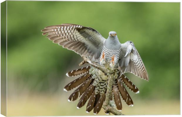 Touchdown  Canvas Print by Philip Male