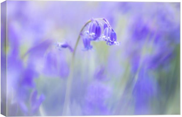 Bluebells Canvas Print by Philip Male