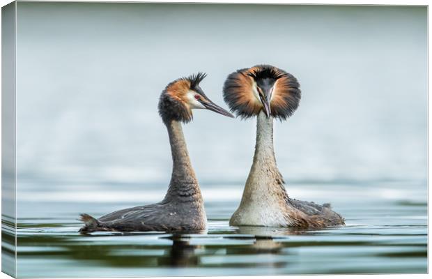 The mating game Canvas Print by Philip Male