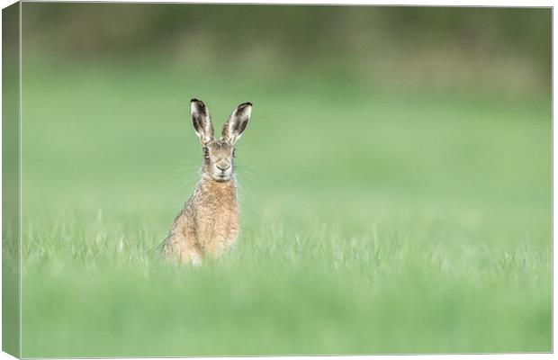 Whistling Hare Canvas Print by Philip Male