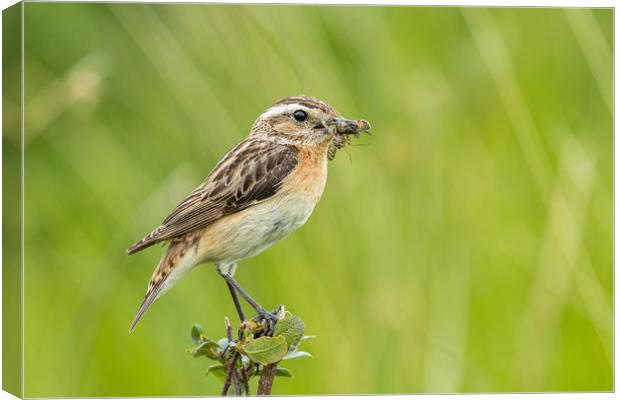 Windy Chap Canvas Print by Philip Male