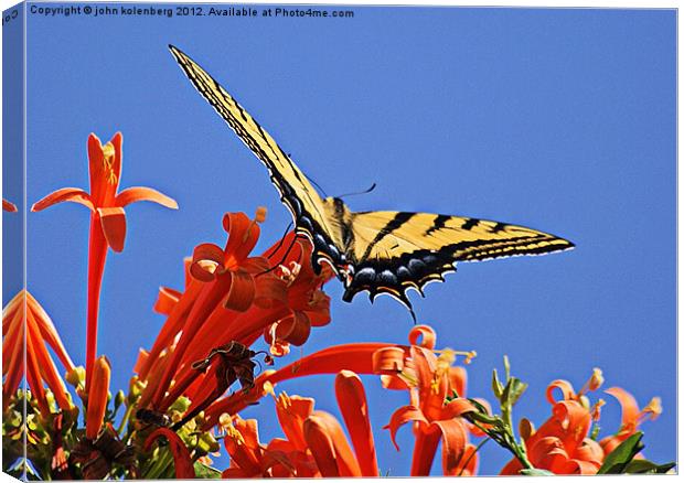 swallowtail butterfly Canvas Print by john kolenberg