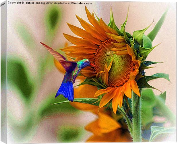 hummingbird on sunflower Canvas Print by john kolenberg