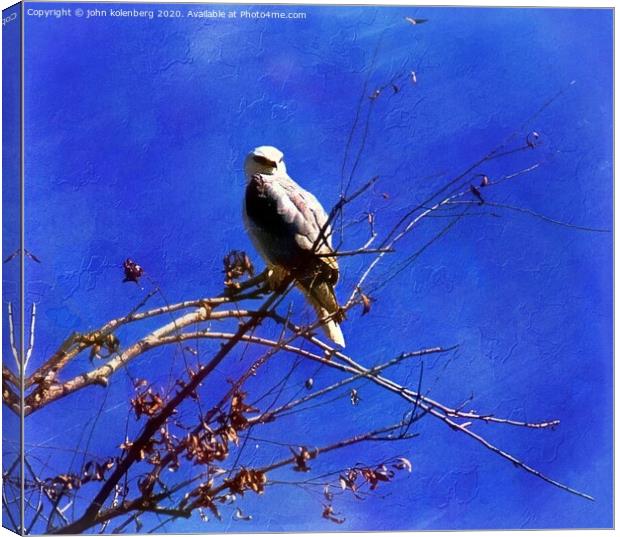 winter eagle Canvas Print by john kolenberg
