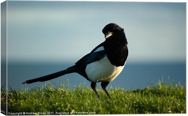 Cheeky chap Canvas Print by Andrew Driver