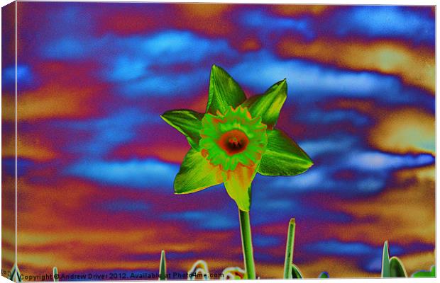 Crazy Daffodil Canvas Print by Andrew Driver