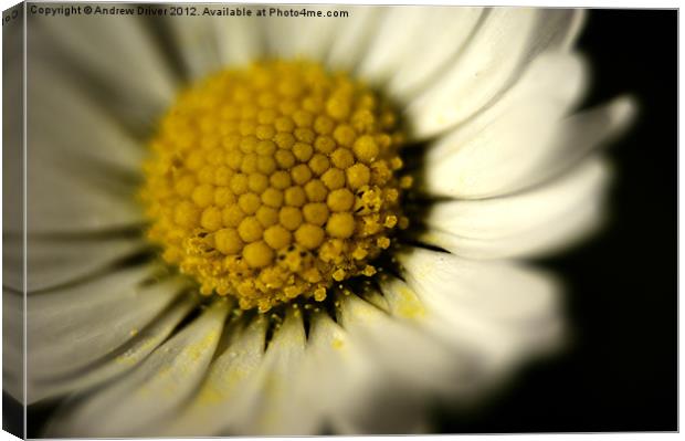 Daisy Canvas Print by Andrew Driver