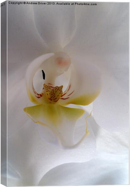 Phalaenopsis Canvas Print by Andrew Driver