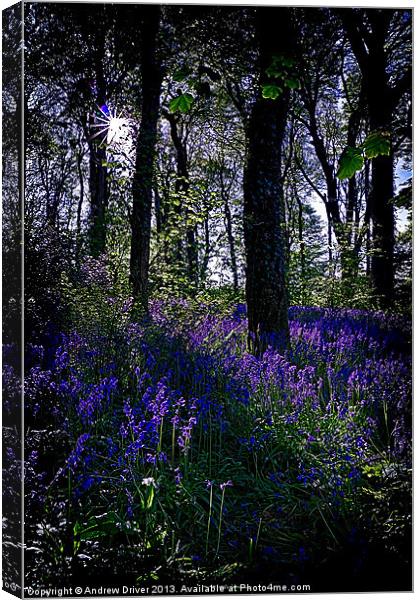 bluebells at dusk Canvas Print by Andrew Driver