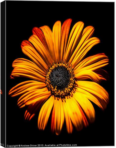 Gerbera Canvas Print by Andrew Driver