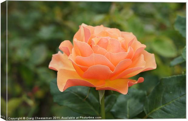 Peach Rose Canvas Print by Craig Cheeseman