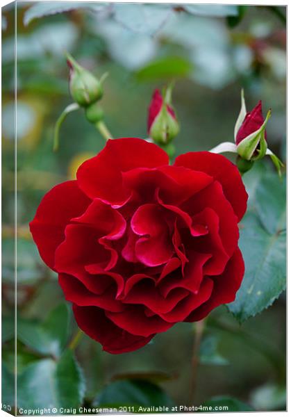 Red rose with buds Canvas Print by Craig Cheeseman