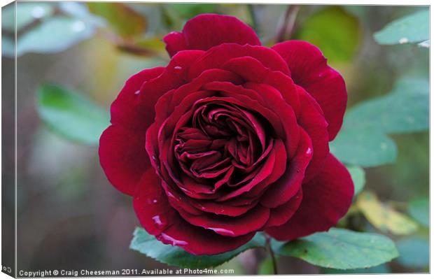 Deep red rose Canvas Print by Craig Cheeseman