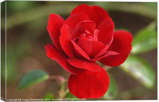 Little red Rose Canvas Print by Craig Cheeseman