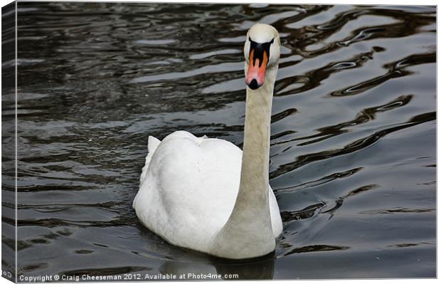 Swan Canvas Print by Craig Cheeseman