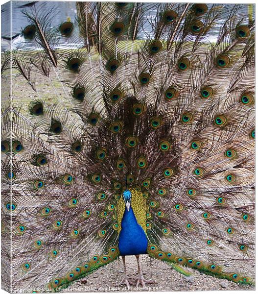 Peacock Canvas Print by Craig Cheeseman