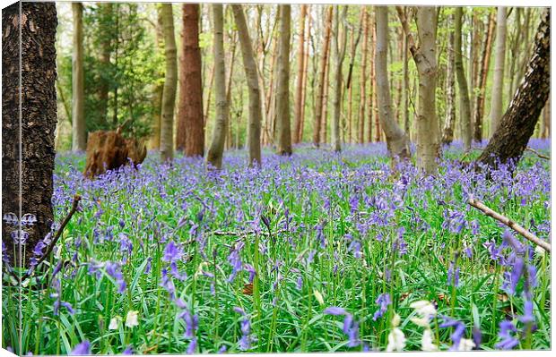 Woodlands in Spring Canvas Print by Craig Cheeseman