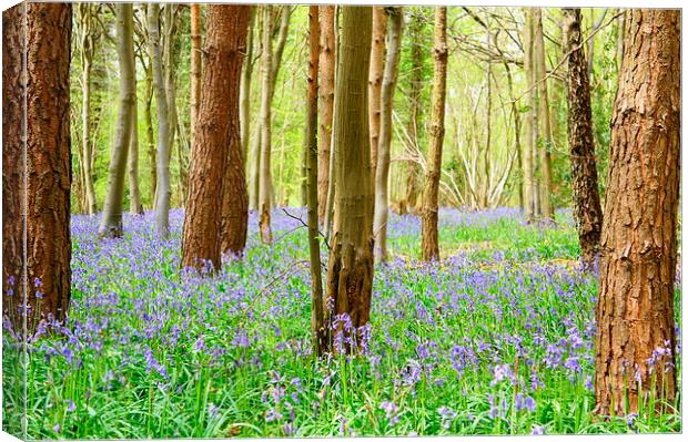 Spring time has come Canvas Print by Craig Cheeseman