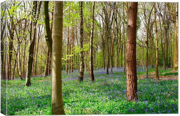 Spring time woodlands Canvas Print by Craig Cheeseman