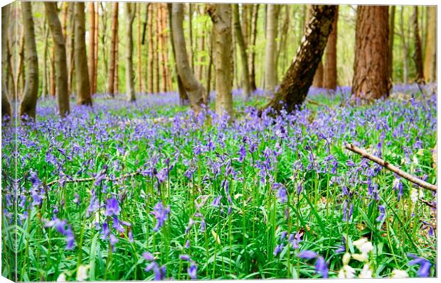 Spring in the woods Canvas Print by Craig Cheeseman