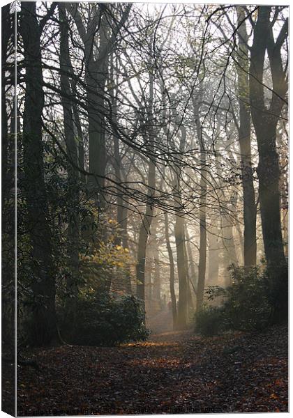 Early Autum Morning Canvas Print by malcolm fish