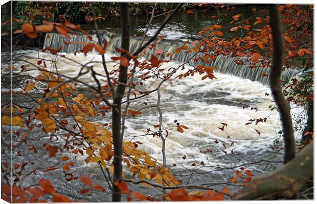 Brabyns Weir. Canvas Print by malcolm fish