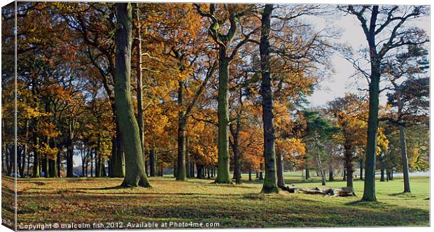 OAK WOOD. Canvas Print by malcolm fish