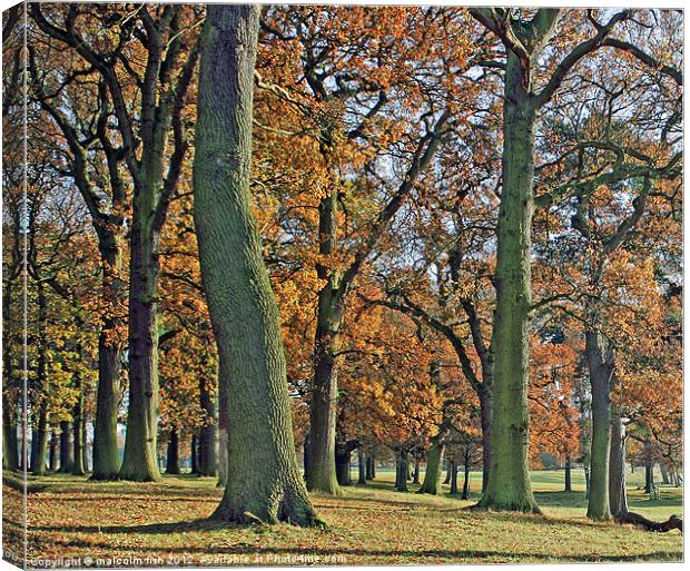 The Oak Wood Canvas Print by malcolm fish