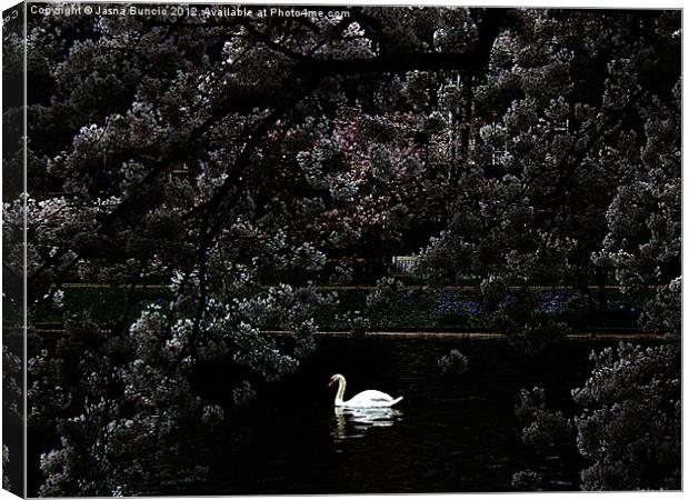 Swan Romantic Scene Canvas Print by Jasna Buncic