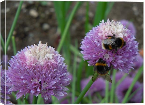 Bees love chives!!! Canvas Print by peter gornall