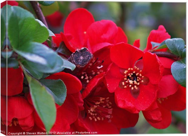 Quince Canvas Print by Steven Watson